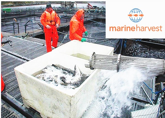 MARINE HARVEST – La mayor empresa de salmons del mundo ahorra su costo de gestión de residuos mediante el reciclaje de cajas de pescado